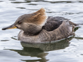 Hooded Merganser